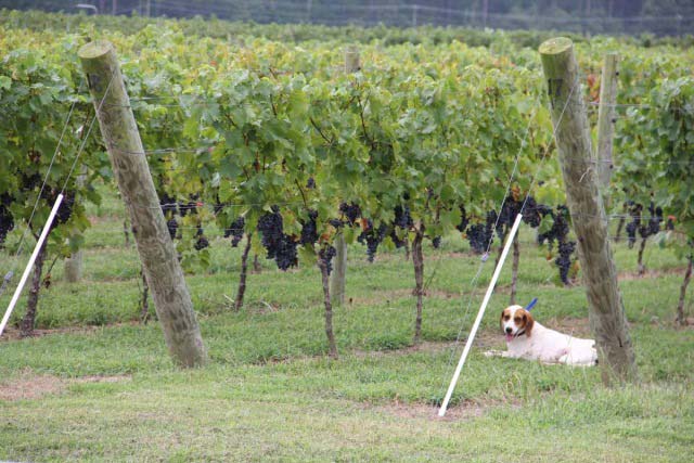 dog patrolling Virginia winery