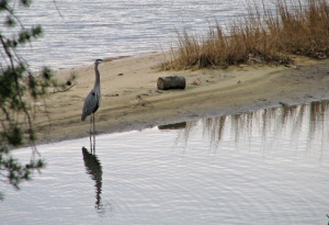 blue heron on shoreline