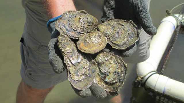 handful of oysters