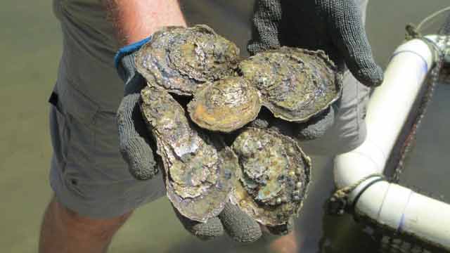 THE OYSTER IS OUR WORLD: OYSTER GARDENING SUPPLIES