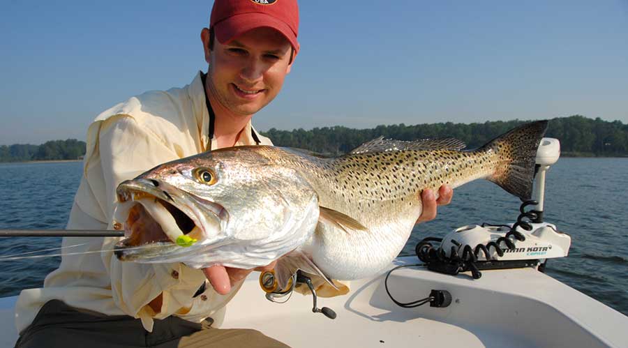Speckled Trout Chesapeake Bay 