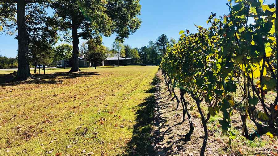 Good Luck Cellars Vineyard